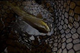 Guided Fly Fishing Trip