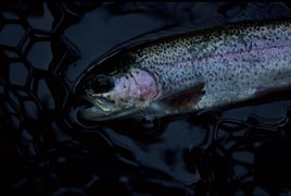 Guided Fly Fishing Trip