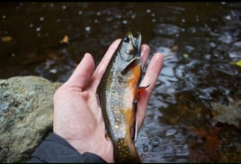 Guided Fly Fishing Trip