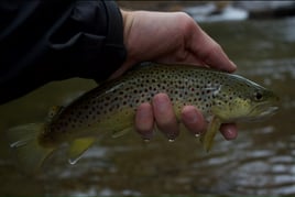 Guided Fly Fishing Trip