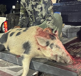 Roma TX Hog Hunts