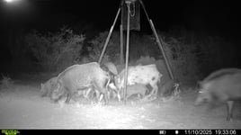 Roma TX Hog Hunts