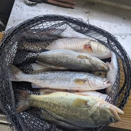 Inshore Fishing!
