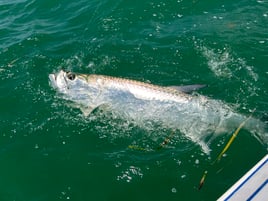 Half Day Charters In Boca Grande 