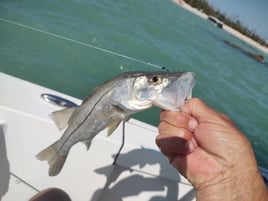 Inshore Fishing Trip