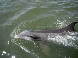 75min Dolphin Backcountry Adventure