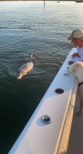 1 Hour Dolphin Adventure