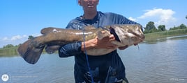 Catfish Trips