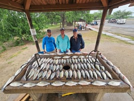 Central Texas Meat Haul Trips