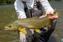 Chittenango Creek Fly Fishing Trips