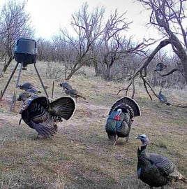 Self Guided Turkey Hunts