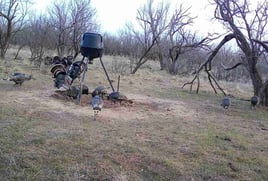 Self Guided Turkey Hunts