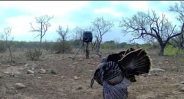 Self Guided Turkey Hunts