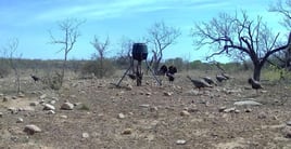 Self Guided Turkey Hunts