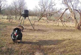 Self Guided Turkey Hunts