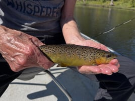 4-8 Hour Fishing - Beaver Tailwater