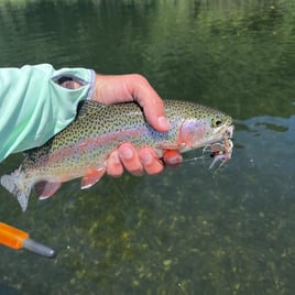 4-8 Hour Fishing - Beaver Tailwater