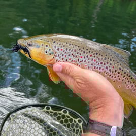 4-8 Hour Fishing - Beaver Tailwater