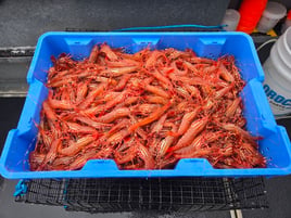 Comox Fishing Trip