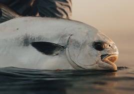 Fly Fishing Charters Placencia, BZE