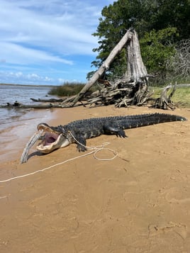 Alligator Hunt