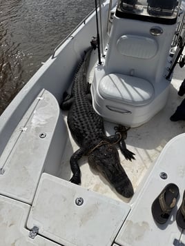 Alligator Hunt