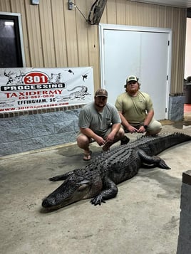 Alligator Hunt