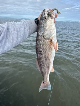 4 Hour Inshore
