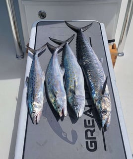 6 Hour Offshore