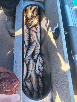 Full Day Trip – Troll & Perch Combo