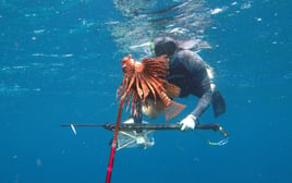 Spearfishing Barbados
