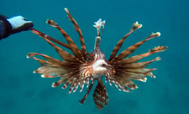 Spearfishing Barbados