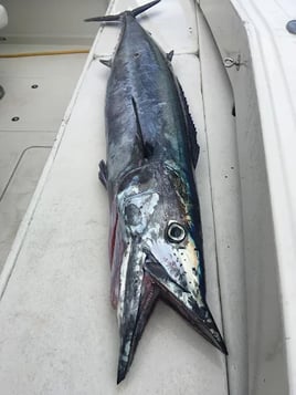 Offshore Sportfishing Experience 