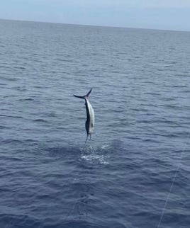 Full Day Marlin Fishing Trip
