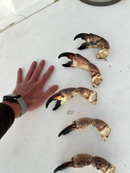 Matlacha Crabbing