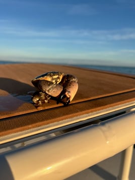 Matlacha Crabbing