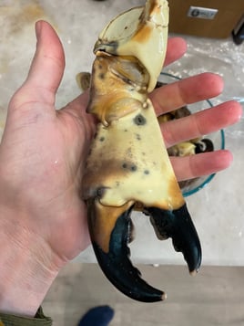 Matlacha Crabbing