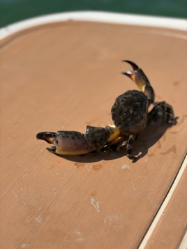 Matlacha Crabbing