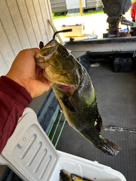 Marsh Monster