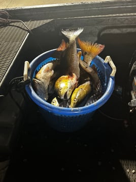 Marsh Monster