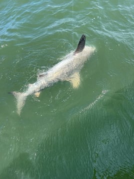 Shark Hunt