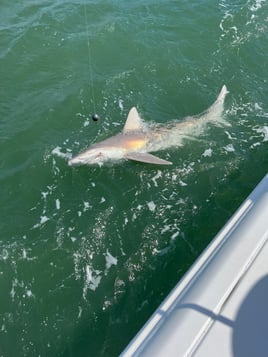 Shark Hunt