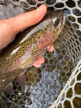 Northern NH Walk & Wade 