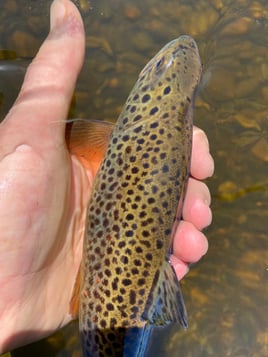 Northern NH Walk & Wade 