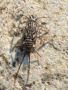 Northern NH Walk & Wade 