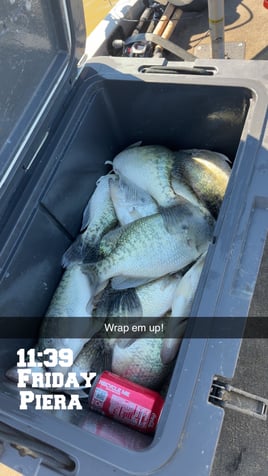 North Mississippi Crappie