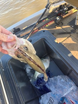 North Mississippi Crappie