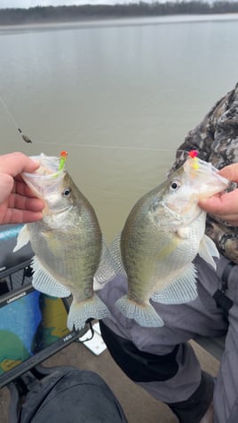 Mississippi Crappie Trip
