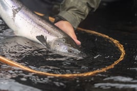 Floatplane Fishing