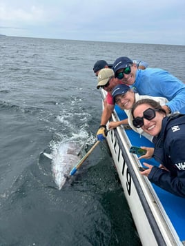 Giant Bluefin Tuna Fishing